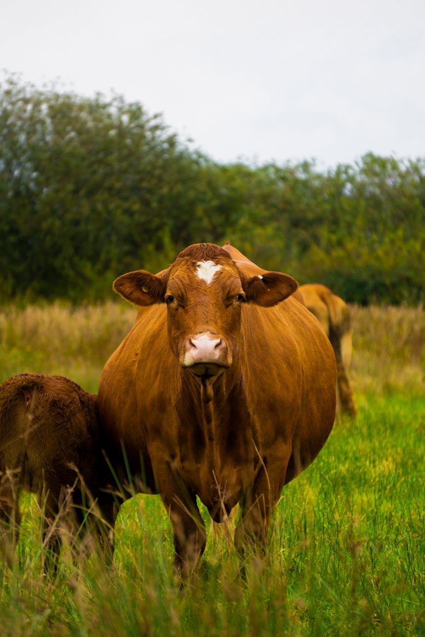 Iraeta defiende exigencias ambientales para exportar carne a&nbsp;Europa