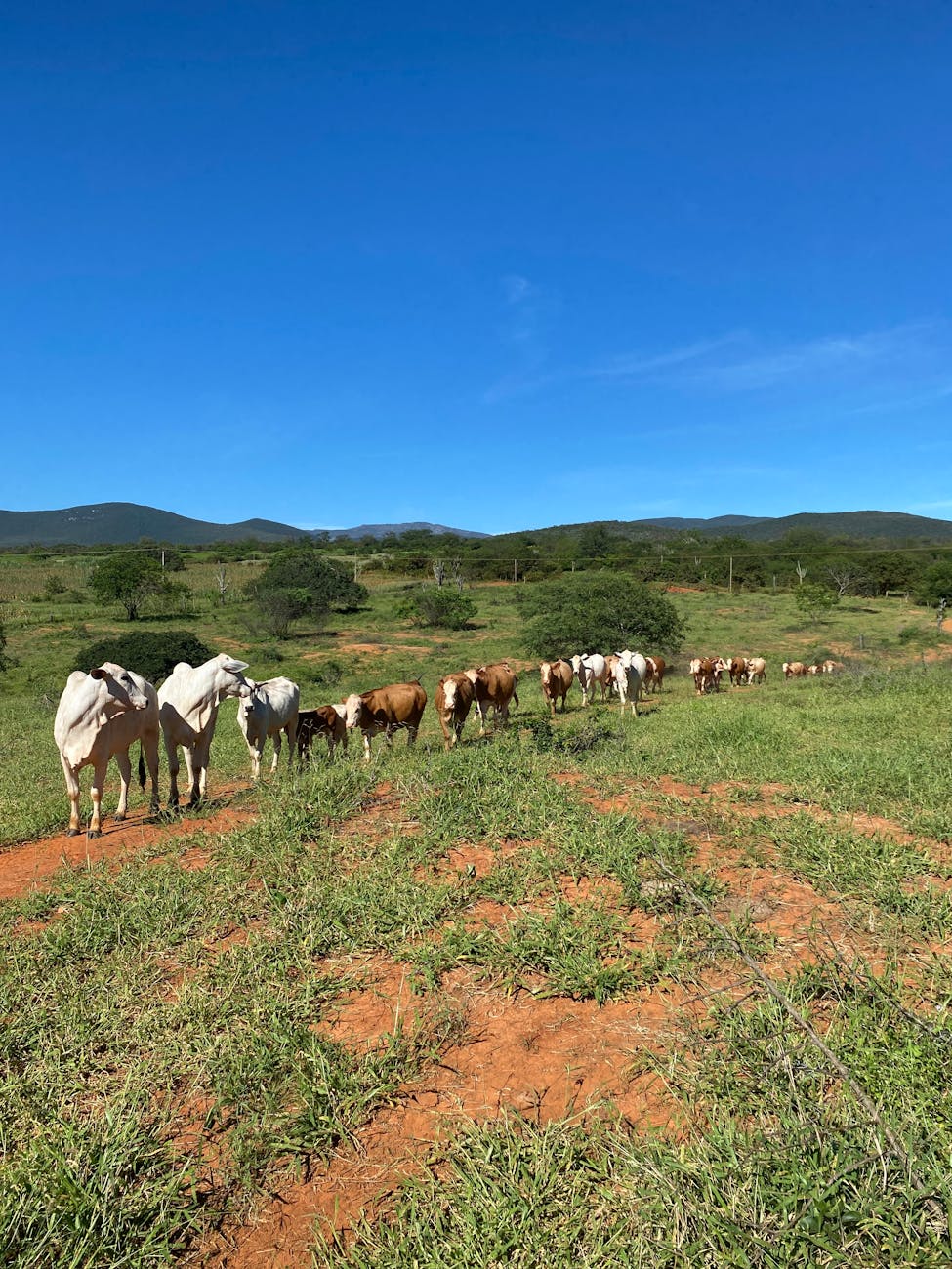 Falsa denuncia de robo de 150 vacas encubrió contrabando de&nbsp;ganado