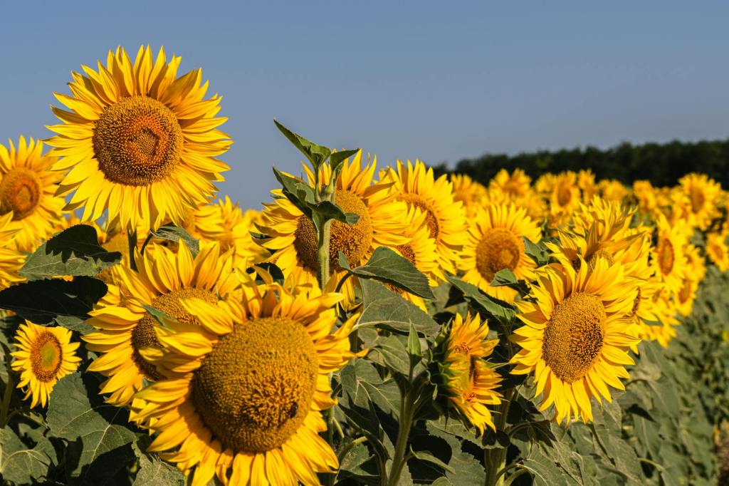 Zeta Semillas apunta a liderar el mercado con nuevos hibridos de&nbsp;girasol