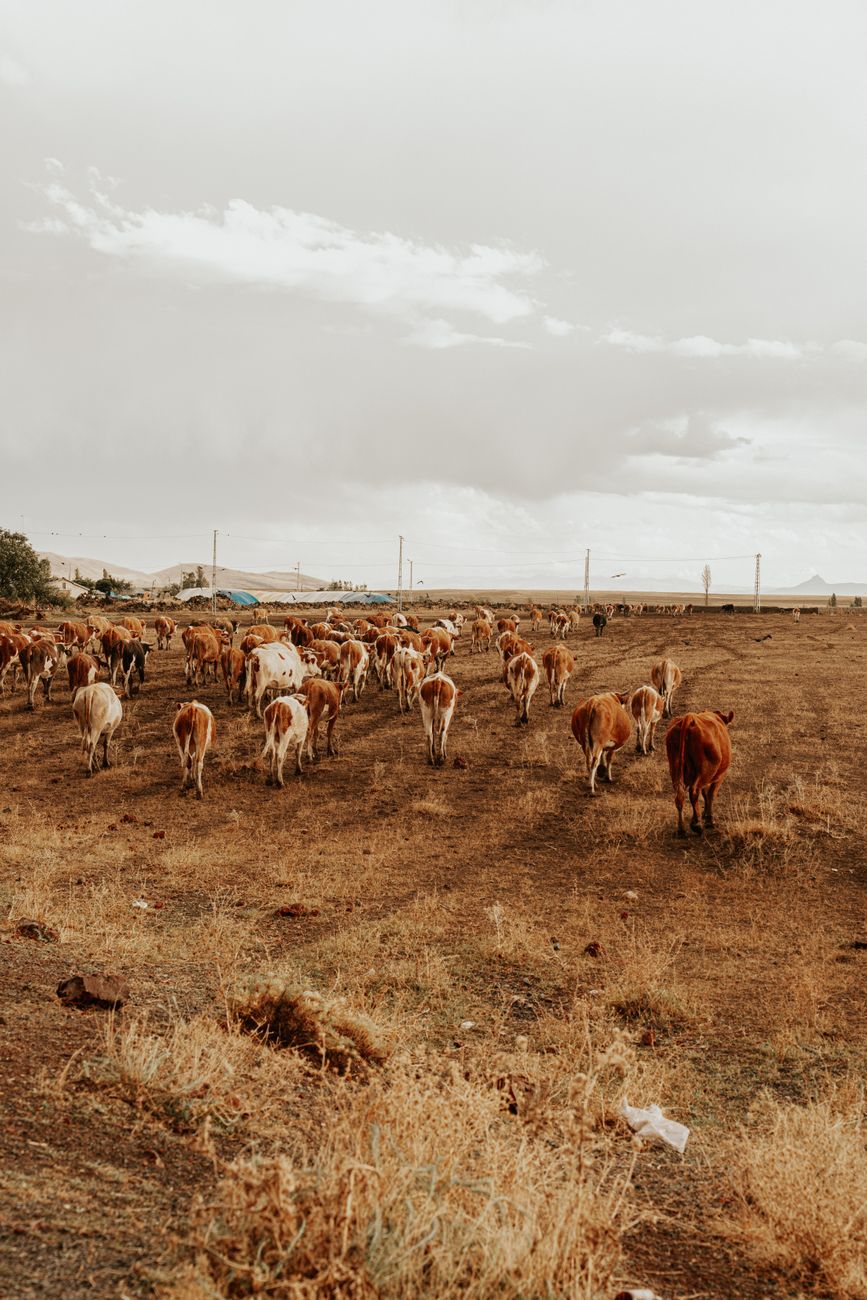 Braford de excelencia: dos cabañas cordobesas triunfan en la Expo&nbsp;Rural