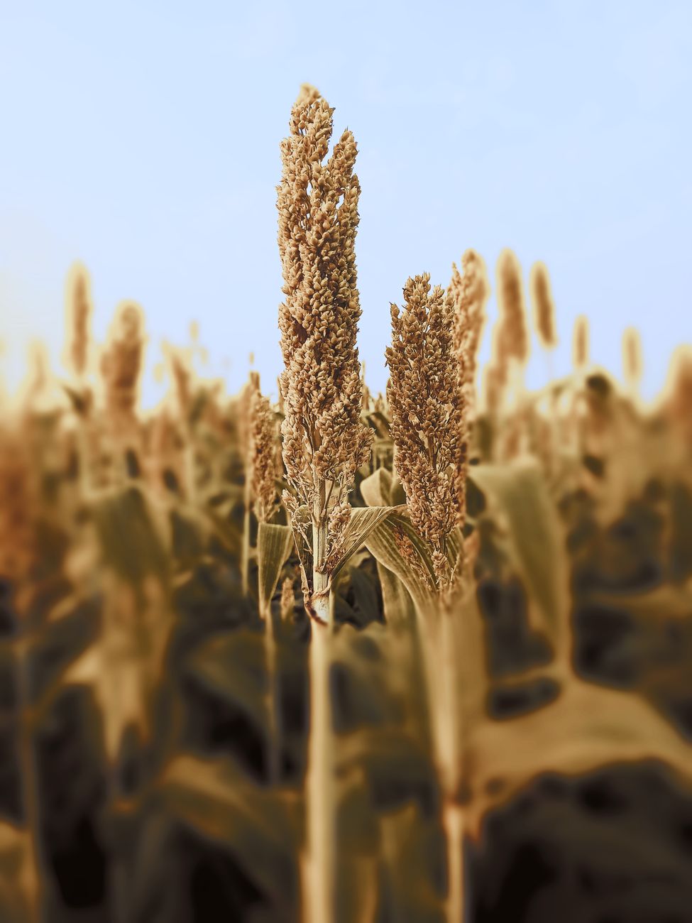 Sorgo: mejores genes pero menos produccion en el campo